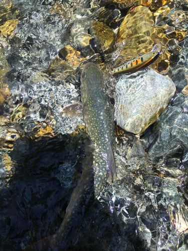 ニッコウイワナの釣果