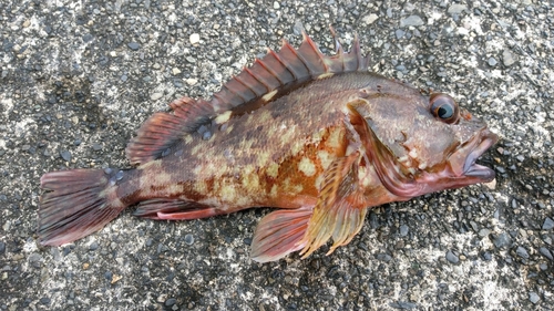 カサゴの釣果