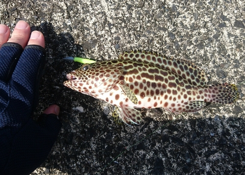 カンモンハタの釣果