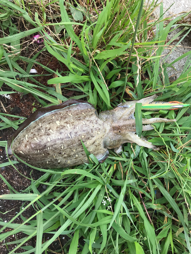 モンゴウイカの釣果