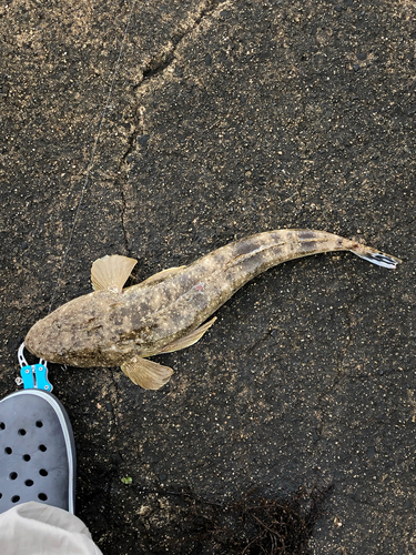 コチの釣果