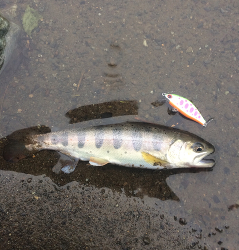 アマゴの釣果