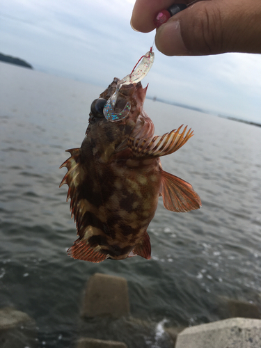 カサゴの釣果