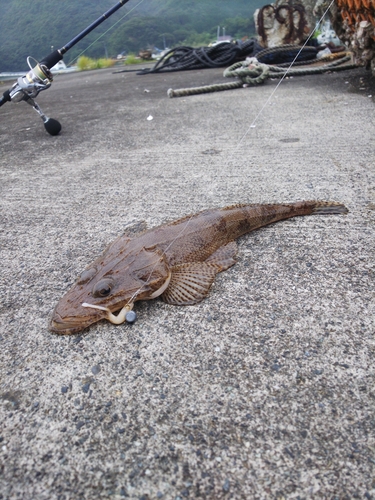 コチの釣果