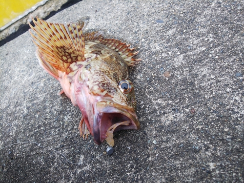 カサゴの釣果