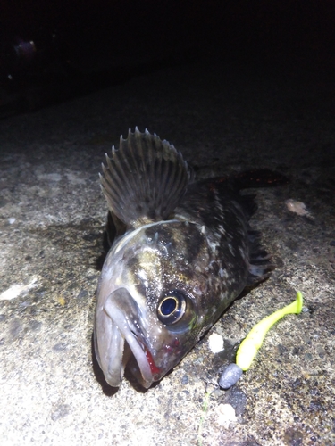 クロソイの釣果