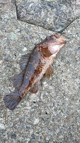 タケノコメバルの釣果