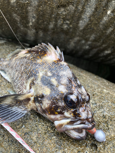 オウゴンムラソイの釣果