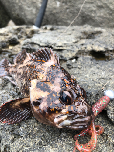 オウゴンムラソイの釣果