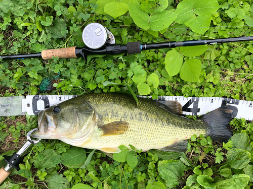 ブラックバスの釣果