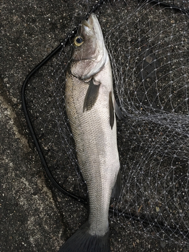 ヒラスズキの釣果