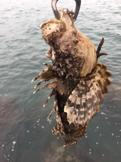 オニオコゼの釣果