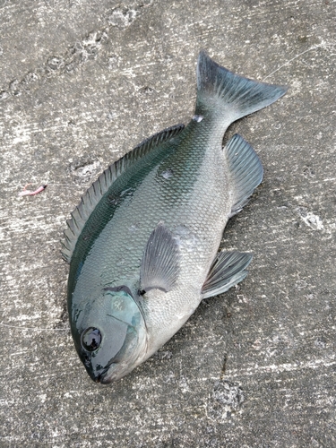 メジナの釣果