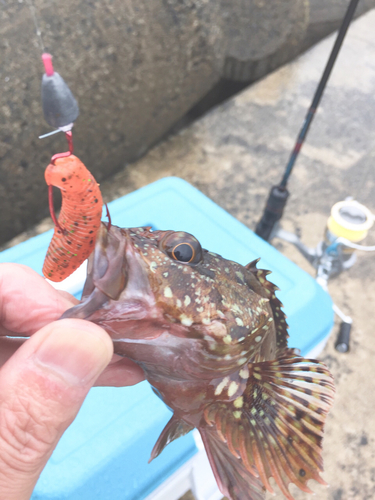 カサゴの釣果