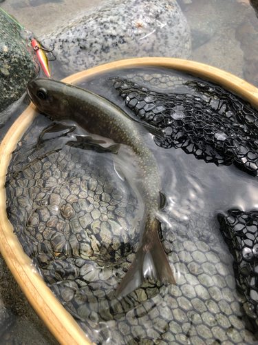 イワナの釣果