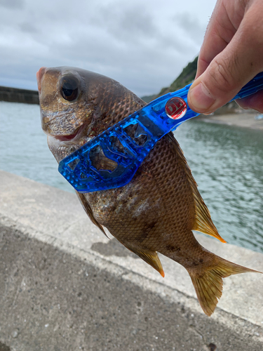 メイチダイの釣果