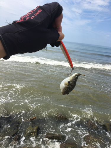 クサフグの釣果