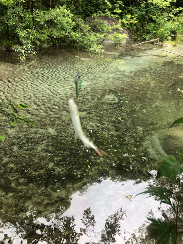 ヤマメの釣果