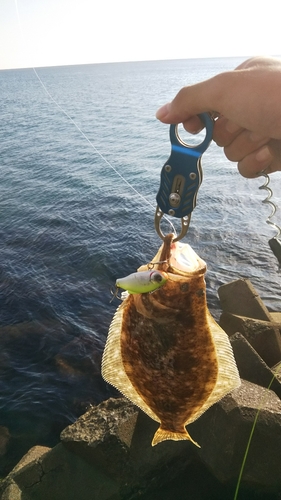 ヒラメの釣果