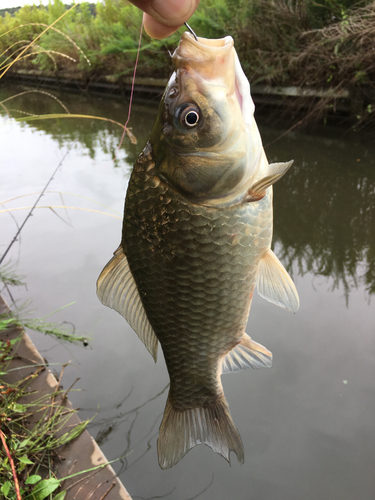 フナの釣果