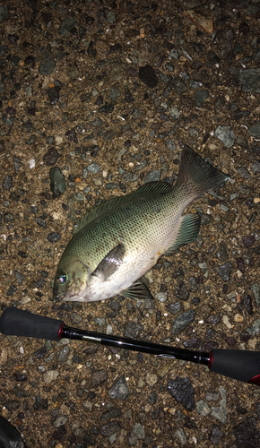 グレの釣果