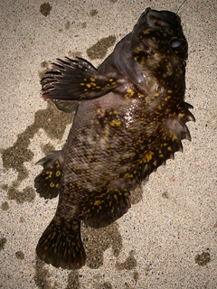 クロソイの釣果