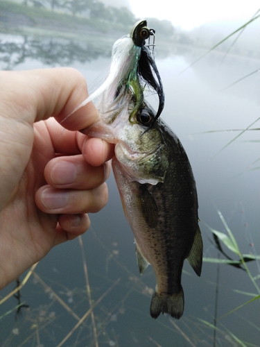 ラージマウスバスの釣果