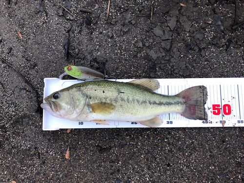 ブラックバスの釣果