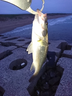 セイゴ（マルスズキ）の釣果