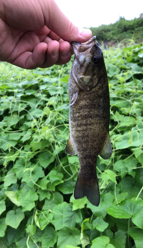 スモールマウスバスの釣果