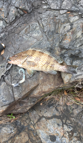 オオモンハタの釣果