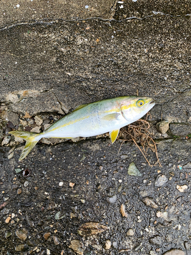 ツバスの釣果