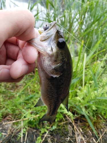 ラージマウスバスの釣果