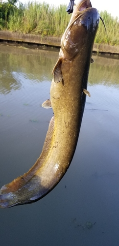 ナマズの釣果