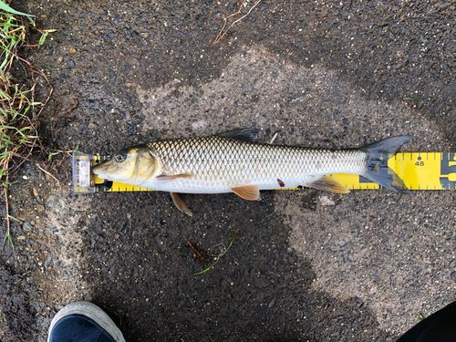 ニゴイの釣果