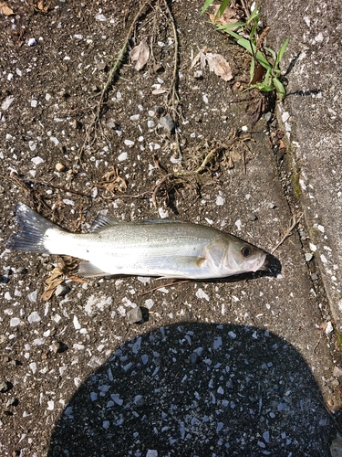 セイゴ（マルスズキ）の釣果