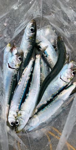 イワシの釣果