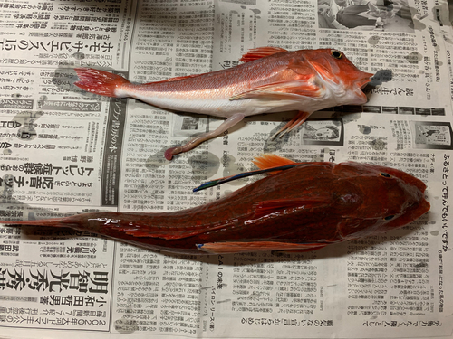 ホウボウの釣果