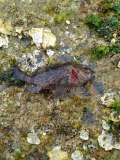 ムラソイの釣果