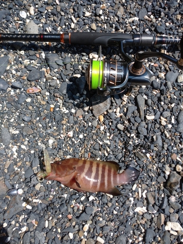 ヤミハタの釣果