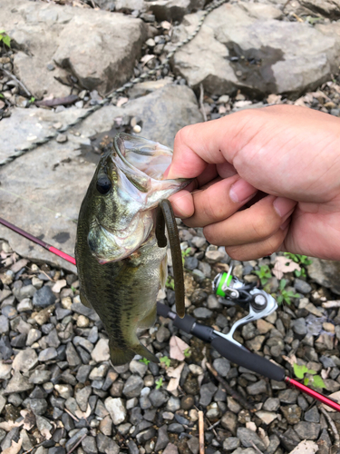 ブラックバスの釣果