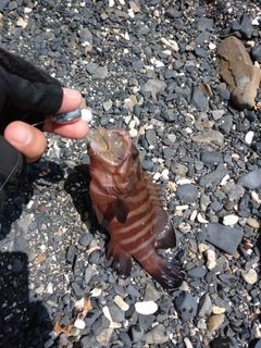 ヤミハタの釣果