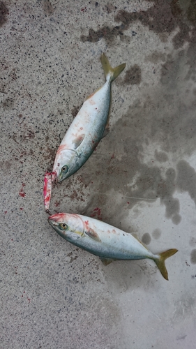 ワカシの釣果