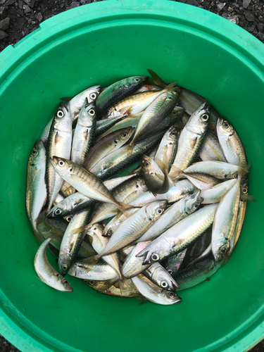 アジの釣果