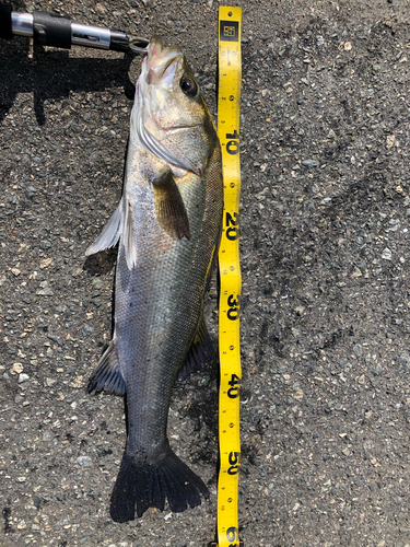 フッコ（マルスズキ）の釣果