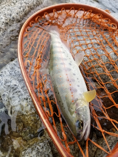 アマゴの釣果