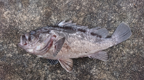 クロソイの釣果