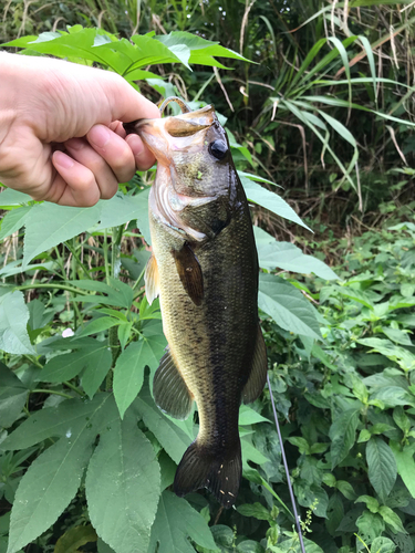 ラージマウスバスの釣果