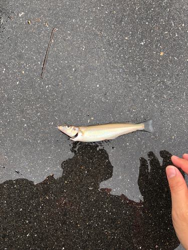 キスの釣果