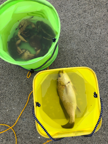 イシモチの釣果